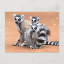 Pesquisar por lemurs cartoes postais Animais