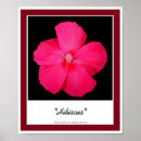 Pesquisar por hibiscus pósteres Flores