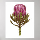 Pesquisar por flores poster plantas pôsteres pósteres Ilustração