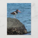 Pesquisar por shorebird Mar