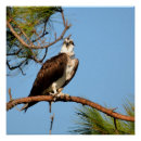 Pesquisar por osprey Selvagem