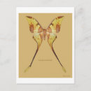 Pesquisar por malaia cartoes postais Malaio