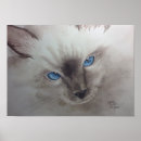 Pesquisar por ragdoll pósteres Azul