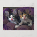 Pesquisar por gatinhos cartoes postais Roxo
