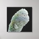 Pesquisar por microscopia pósteres Ciências naturais