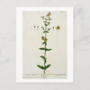Pesquisar por blackwell cartoes postais Botânica