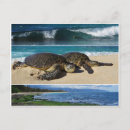 Pesquisar por honu Oahu
