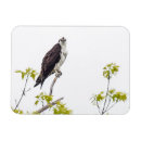 Pesquisar por talas imas Vida selvagem