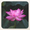 Pesquisar por lótus porta copos Lírio de água