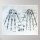 Pesquisar por ossos de mão pósteres Vintage