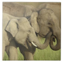 Pesquisar por elefante indiano azulejos Vida selvagem