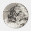 Pesquisar por tiragem imas Gatinho