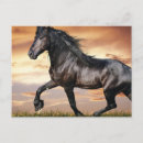 Pesquisar por cavalos pretos cartoes postais Cavalo selvagem