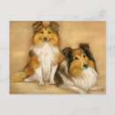 Pesquisar por sheltie cartoes postais Collie