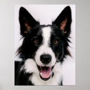 Pesquisar por border collie pósteres Animais