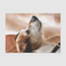 Pesquisar por terrier de russell do jaque Animais de estimação