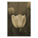 Pesquisar por tom do sepia Flor