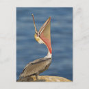 Pesquisar por boca aberta cartoes postais Vida selvagem