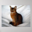 Pesquisar por absurdo fotografia Gatinho