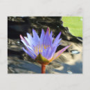Pesquisar por lírios de água azul cartoes postais Floral
