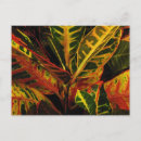 Pesquisar por croton cartoes postais Planta
