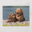 Pesquisar por kamchatka cartoes postais Urso pardo
