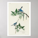 Pesquisar por capas florais artes pósteres Passarinho