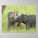 Pesquisar por elefante indiano pôsteres pósteres Fauna