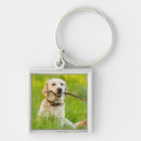 Pesquisar por labrador amarelo chaveiros Animal