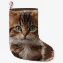 Pesquisar por gatos meias de natal Gato fofo