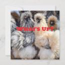 Pesquisar por pintinhos engraçados cartoes Galinha