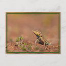 Pesquisar por lagarto cartoes postais Deserto