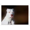 Pesquisar por do terrier de pitbull Qualquer pessoa
