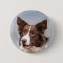 Pesquisar por border collie acessorios Beira