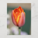 Pesquisar por tulipa amarela e vermelha cartoes postais Flor