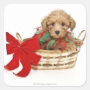 Pesquisar por filhote de cachorro yorkshire terrier Animal