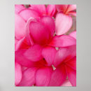 Pesquisar por plumeria pôsteres pósteres Tropical