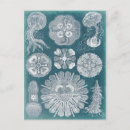 Pesquisar por sealife Plantas