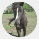 Pesquisar por cavalo branco preto adesivos Equino