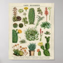 Pesquisar por cactos pôsteres pósteres Para crianças