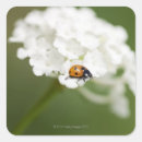 Pesquisar por macro da flor Natureza