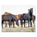 Pesquisar por cavalos bonitos fotografia kodak Para todos