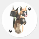 Pesquisar por boxeador adesivos Cão