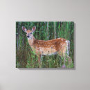 Pesquisar por arte lobo impressão de canvas Floresta