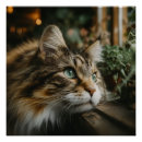 Pesquisar por gatos malhados pósteres Qualquer pessoa