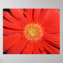 Pesquisar por margarida vermelha pôsteres pósteres Gerbera
