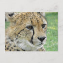Pesquisar por manchas cartoes postais África