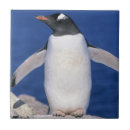 Pesquisar por pinguim azulejos Selvagem
