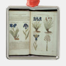 Pesquisar por erval ornamentos Flor