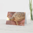 Pesquisar por turtle cartoes Animals
